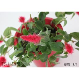 キャットテール ( 猫のしっぽ ) 2個セットの詳細画像3