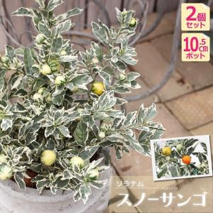 ソラナム 『 スノーサンゴ 』 2個セット 10...の商品画像