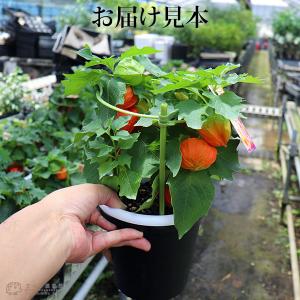 実付き 『 ほおずき ( ホオズキ ) 』 5...の詳細画像1
