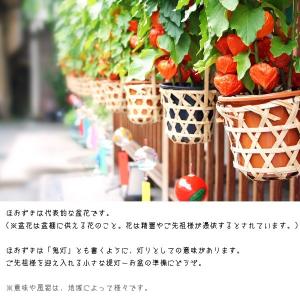 実付き 『 ほおずき ( ホオズキ ) 』 5...の詳細画像2