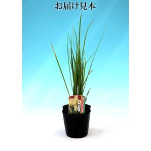 パンパスグラス ホワイトフェザー ( 白花 )...の詳細画像1
