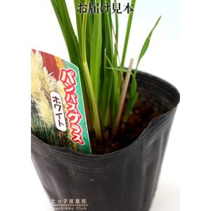 パンパスグラス ホワイトフェザー ( 白花 )...の詳細画像2