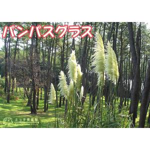パンパスグラス ホワイトフェザー ( 白花 )...の詳細画像3
