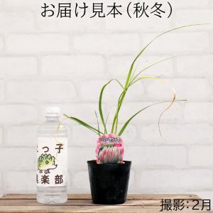 パンパスグラス ピンクフェザー ( ピンク花 ...の詳細画像1