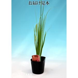 パンパスグラス ピンクフェザー ( ピンク花 ...の詳細画像2