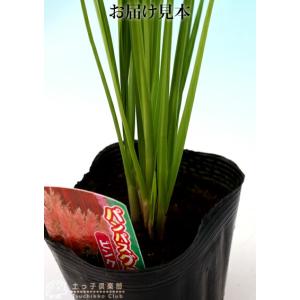 パンパスグラス ピンクフェザー ( ピンク花 ...の詳細画像3