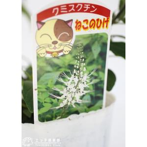 猫のヒゲ ( ネコノヒゲ / キャットウイスカ...の詳細画像4