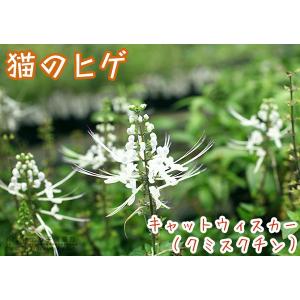 猫のヒゲ ( ネコノヒゲ / キャットウイスカ...の詳細画像5