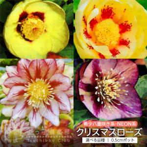 クリスマスローズ 希少の商品一覧 通販 Yahoo ショッピング