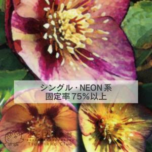 希少 クリスマスローズ 『 ネオン系 ・ ゴー...の詳細画像3
