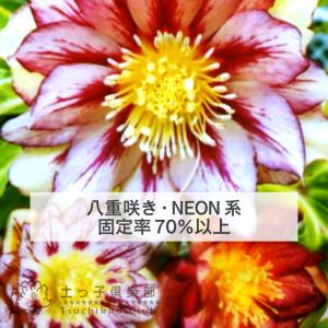 希少 クリスマスローズ 『 ネオン系 ・ ゴー...の詳細画像5