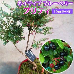 ブルーベリー （ 5年生 ） 7号ポット苗木 大苗 【 選べる品種 】（全20