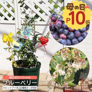 母の日 ブルーベリー ラビットアイ系 2品種 8号スリット鉢 【 肥料プレゼント】 ギフト 母の日ギフト 2026 フルーツ 収穫 送料無料 土っ子倶楽部