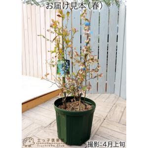 ブルーベリー 『 ラビットアイ系 2品種植え ...の詳細画像1