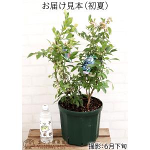 ブルーベリー 『 ラビットアイ系 2品種植え ...の詳細画像2