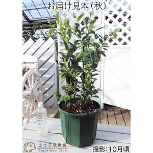 ブルーベリー 『 ラビットアイ系 2品種植え ...の詳細画像3