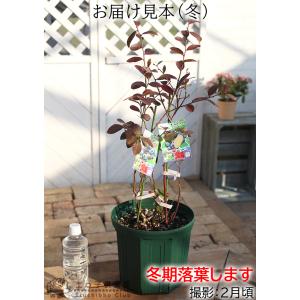 ブルーベリー 『 ラビットアイ系 2品種植え ...の詳細画像4