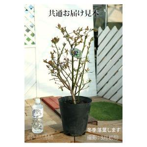 ブルーベリー ( 5年生 ) 7号ポット苗木 ...の詳細画像1