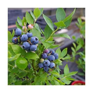 ブルーベリー ( 5年生 ) 7号ポット苗木 ...の詳細画像2