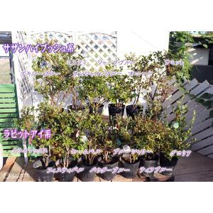 ブルーベリー ( 5年生 ) 7号ポット苗木 ...の詳細画像3