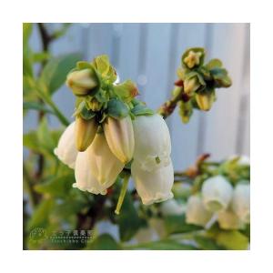 ブルーベリー ( 5年生 ) 7号ポット苗木 ...の詳細画像4