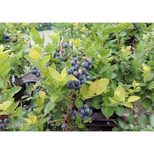 ブルーベリー ( 5年生 ) 7号ポット苗木 ...の詳細画像5