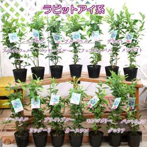 ブルーベリー 苗木 ( 3年生 ) 4.5号ポ...の詳細画像1