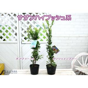 ブルーベリー 苗木 ( 3年生 ) 4.5号ポ...の詳細画像2