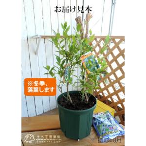 ブルーベリー 『 サザンハイブッシュ系 2品種...の詳細画像1