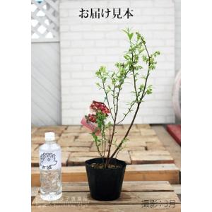 ブルーベリー 『 ピンクレモネード 』 2年生...の詳細画像1