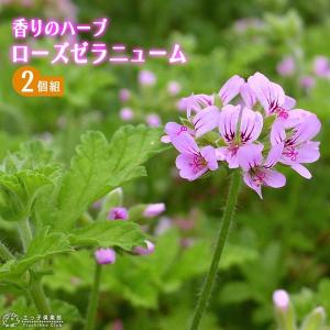 ローズゼラニューム 2個セット 10.5cmポット苗（ハーブゼラニウム）