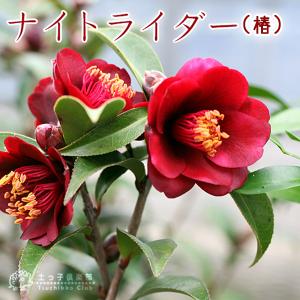 肥後椿 太田白：椿（ツバキ） : 日本花卉ガーデンセンターYahoo!店