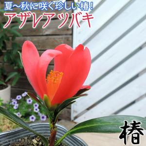 椿 『 アザレアツバキ 』 ( 四季咲き性 ) ...の商品画像