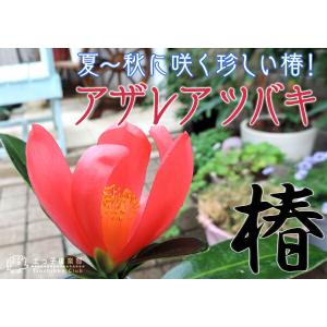 椿 『 アザレアツバキ 』 ( 四季咲き性 )...の詳細画像4