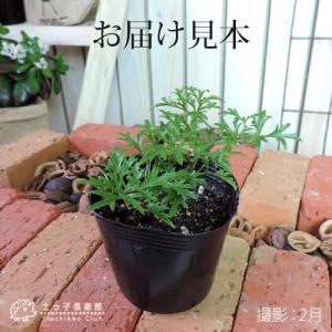 常緑クレマチス 『 カートマニージョー 』 オ...の詳細画像1