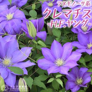 クレマチス 『 H.F.ヤング 』 ラヌギノーサ...の商品画像