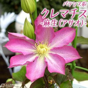 クレマチス モンタナ系 （選べる品種） 2個セット （ 送料無料