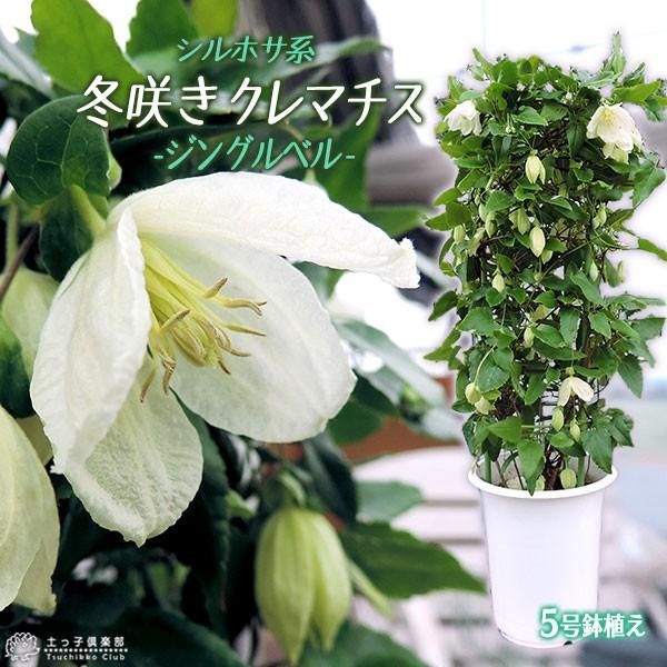 冬咲きクレマチス 『 ジングルベル 』 シルホサ系・旧枝咲き 5号鉢植え 【 送料無料 】