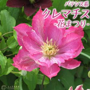 予約販売 クレマチス 苗 清流 インテグフォリア系 2年生苗 4.5号鉢 oik