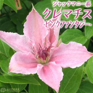 クレマチス 『 ピンクファンタジー 』 ジャック...の商品画像