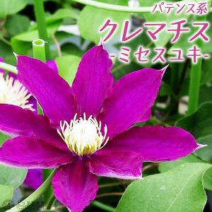 クレマチス '新紫玉' 系統：パテンス系（早咲き大輪系） 5号鉢植え
