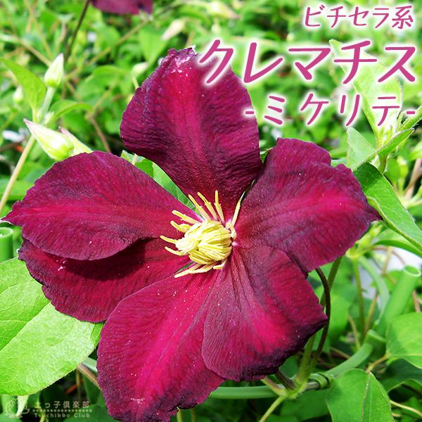 クレマチス 『 ミケリテ 』 ビチセラ系・新枝咲き 9cmポット苗