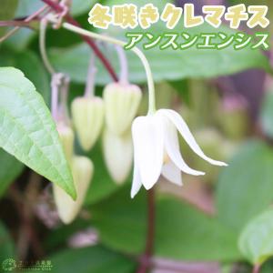 《 花芽付き 》 冬咲き 常緑 クレマチス 「 アンスンエンシス