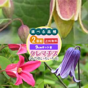 現品】【魅惑のクレマチス・藍玉】3.5号ポット苗・ヴィオルナ