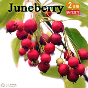 ジューンベリー （西洋ザイフリボク） 2個セット （ 送料無料 ） 10.5cmポット苗