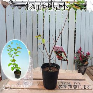 ジューンベリー (西洋ザイフリボク) 10.5...の詳細画像1