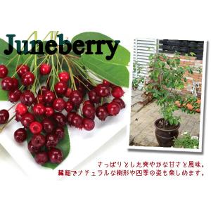 ジューンベリー ( 西洋ザイフリボク ) 18...の詳細画像5