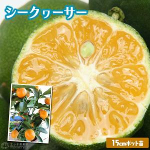 シークワーサー　接ぎ木 15cmポット苗