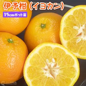 伊予柑 (イヨカン) 接ぎ木 15cmポット苗の商品画像