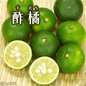 四季橘 『カラマンシー』 2年生 接ぎ木 15cmポット苗 （ 四季柑